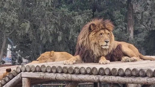 Baku Zoo – A Wild Journey in the Heart of the City 